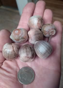acorns acorns